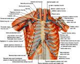 Anatomie: thorax,borstwand,ribben,costae,borst, mamma,pectoralis major,pectorals,axallaris,subcluvia,serratus,scapularis,sternum,scapula,aureola,nipple,tepel.